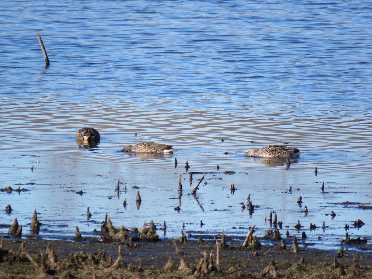 Zertzeta arrunta - ML644655668