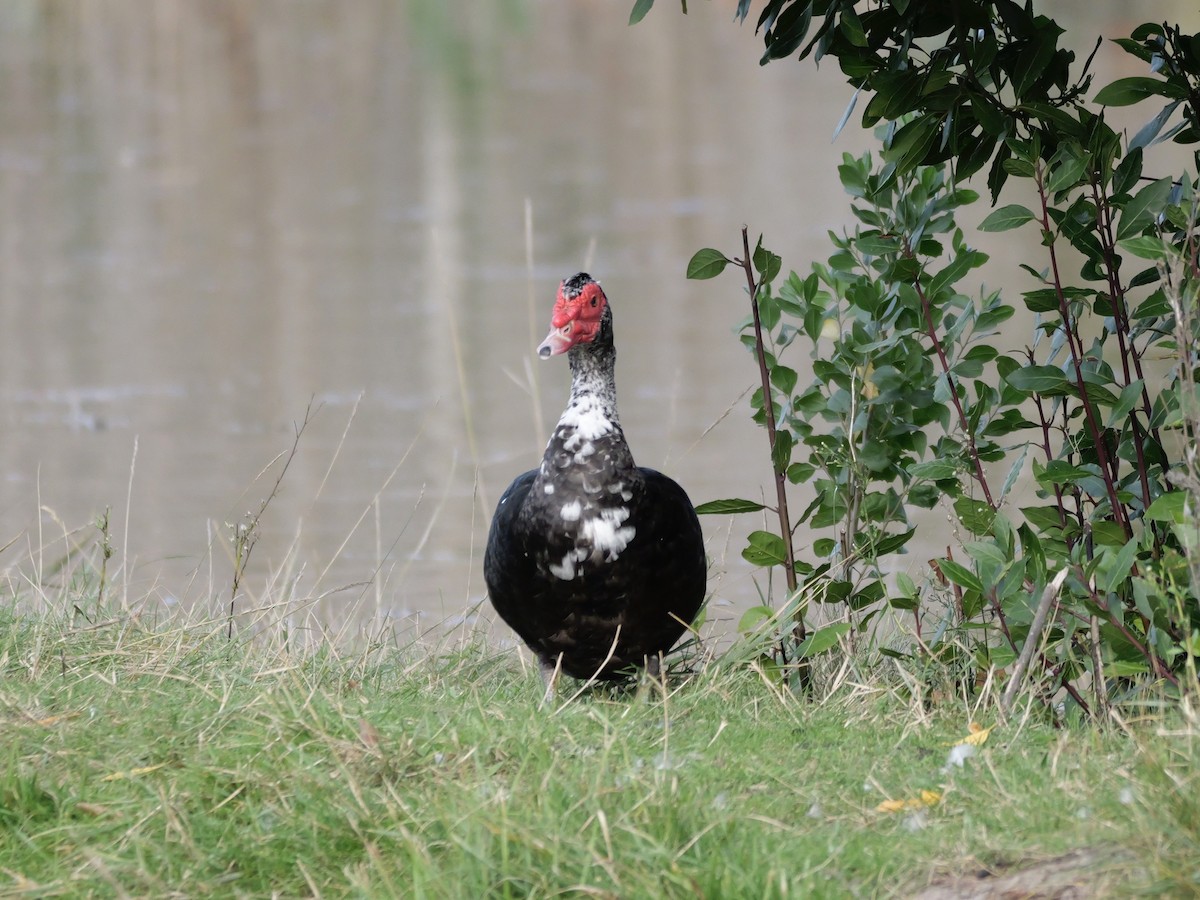 Качка мускусна (свійська) - ML644655669