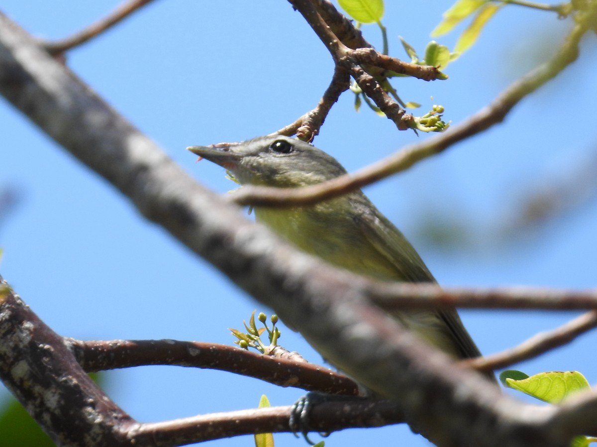 Bireo filadelfiarra - ML644655675