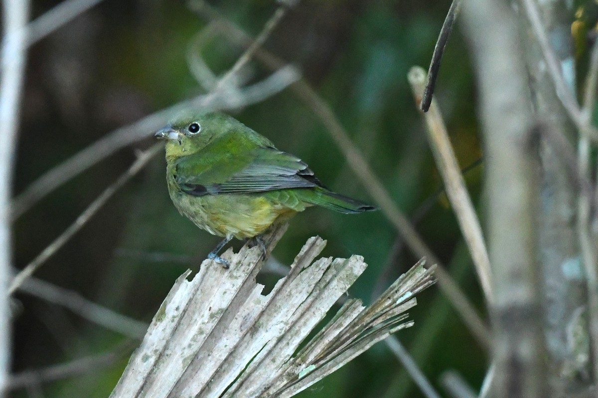 Painted Bunting - ML644655678