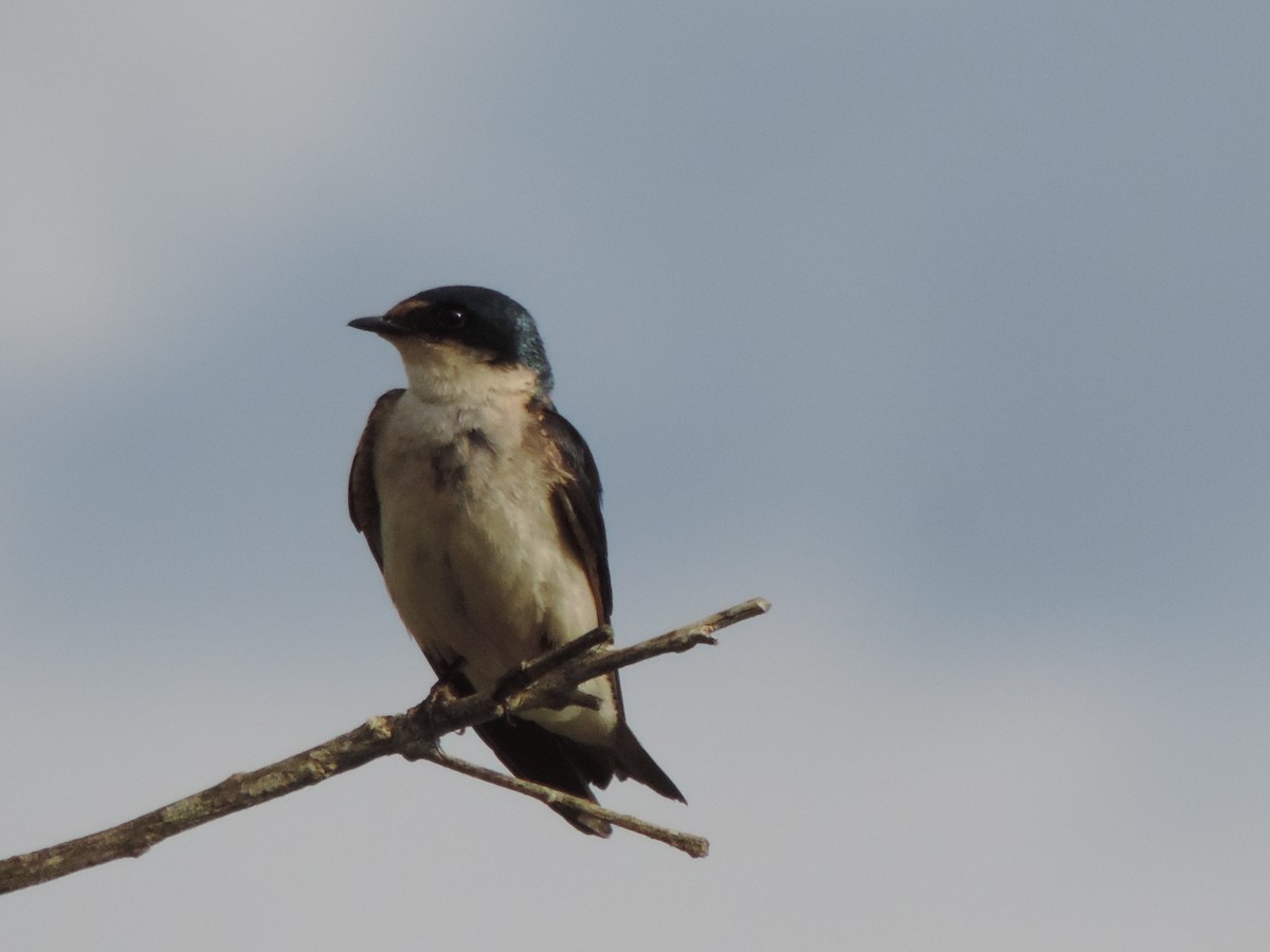 White-rumped Swallow - ML644655684