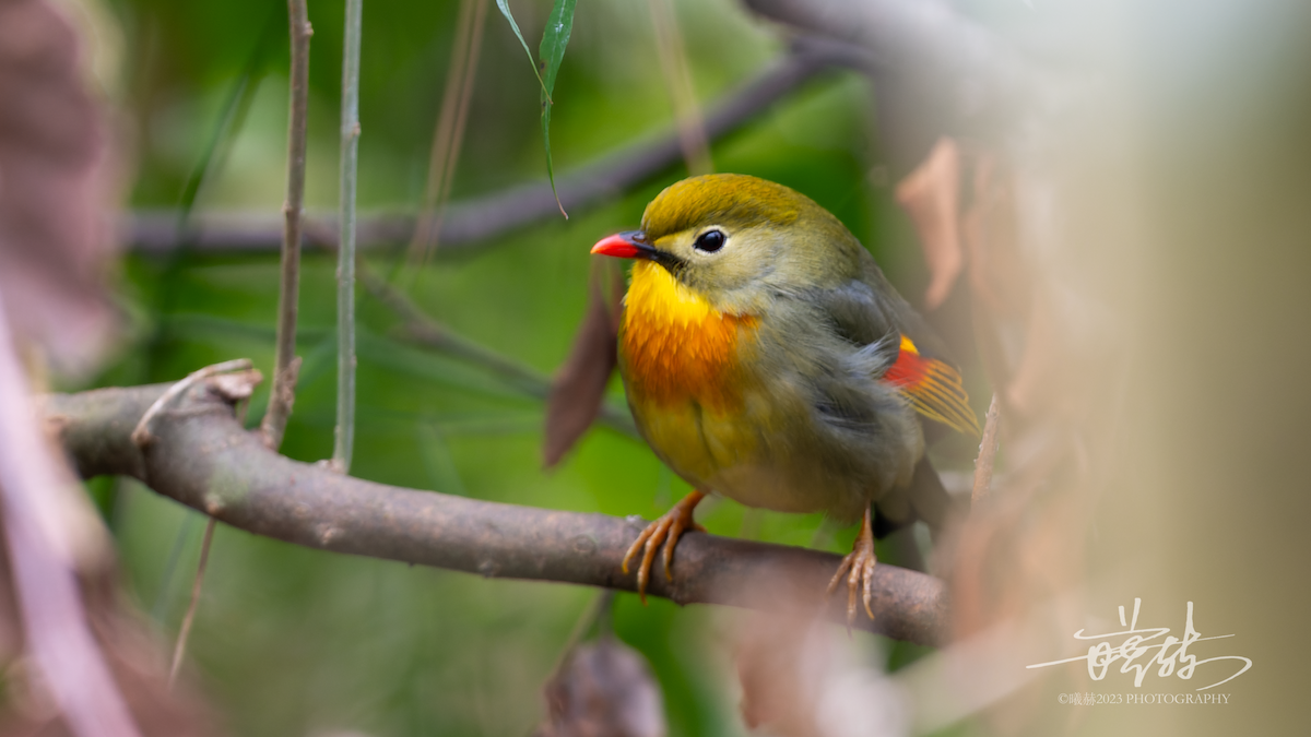 Red-billed Leiothrix - ML644655685