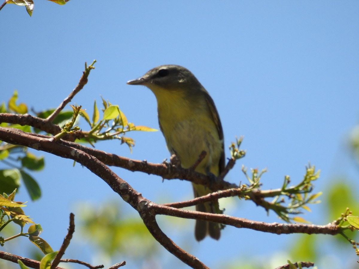 Bireo filadelfiarra - ML644655687