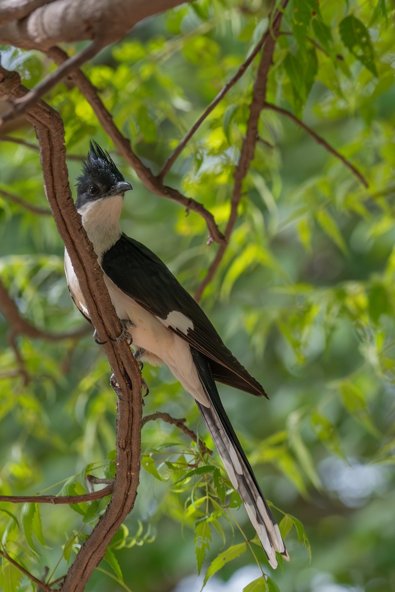 Pied Cuckoo - ML644655690