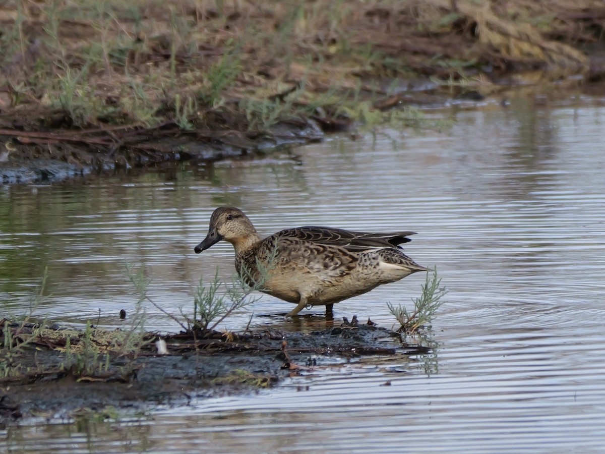 Zertzeta arrunta - ML644655691