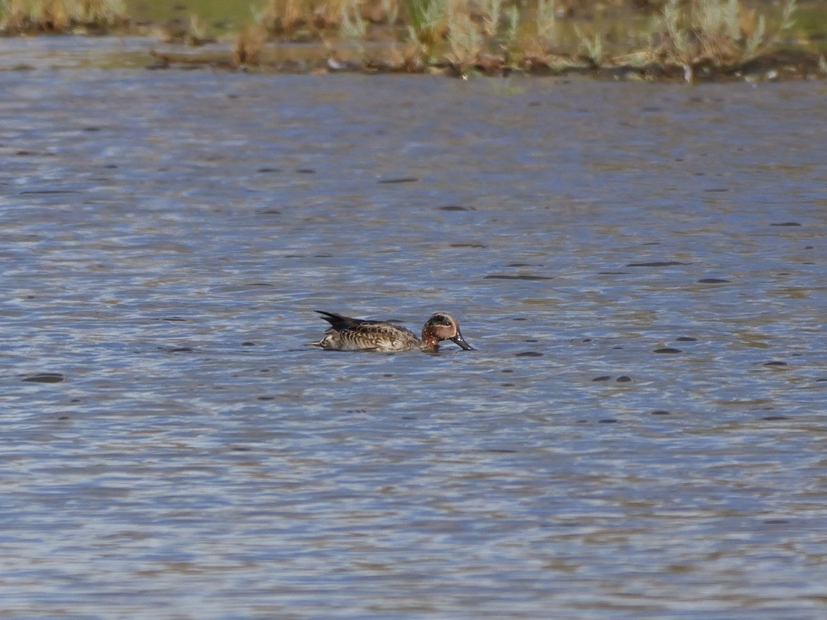 Zertzeta arrunta - ML644655692