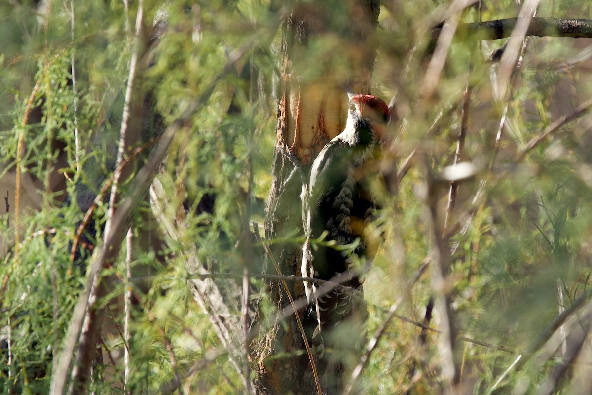 Rotnacken-Saftlecker - ML644655702