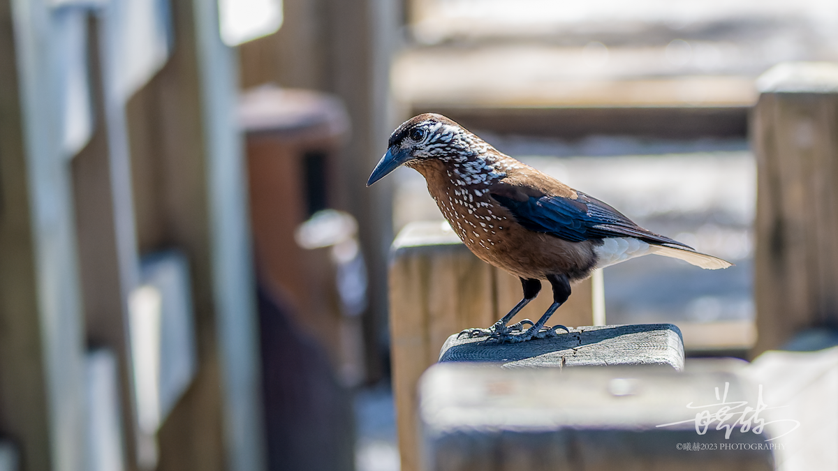 Southern Nutcracker - ML644655703