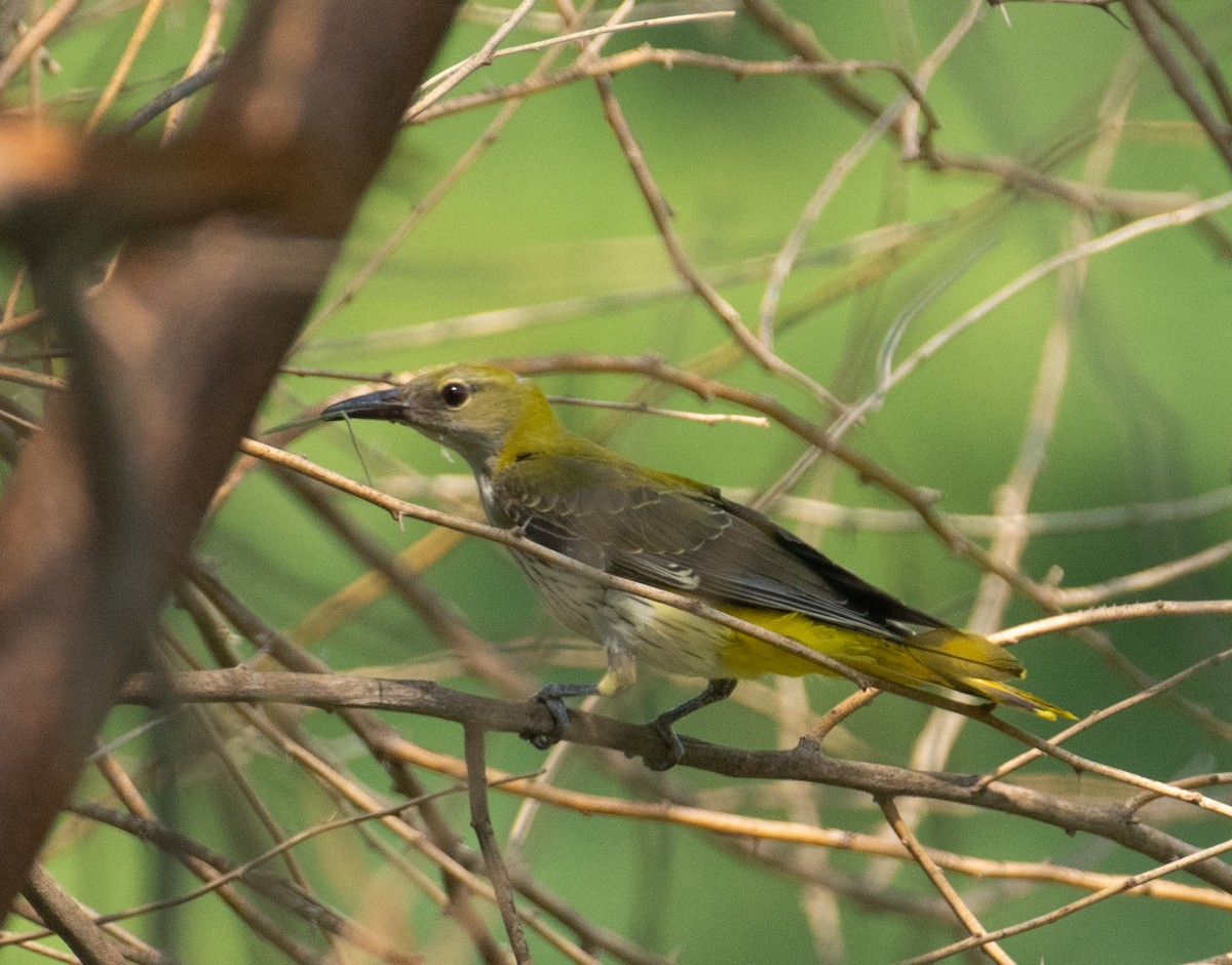 Вивільга звичайна - ML644655712