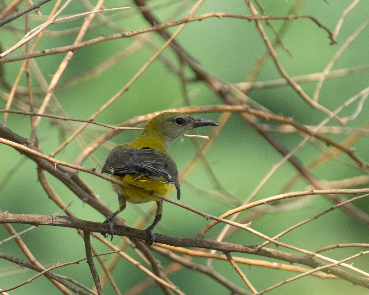 Вивільга звичайна - ML644655713