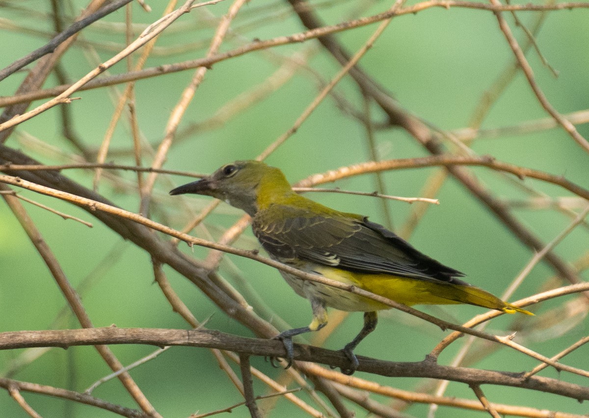 Вивільга звичайна - ML644655714