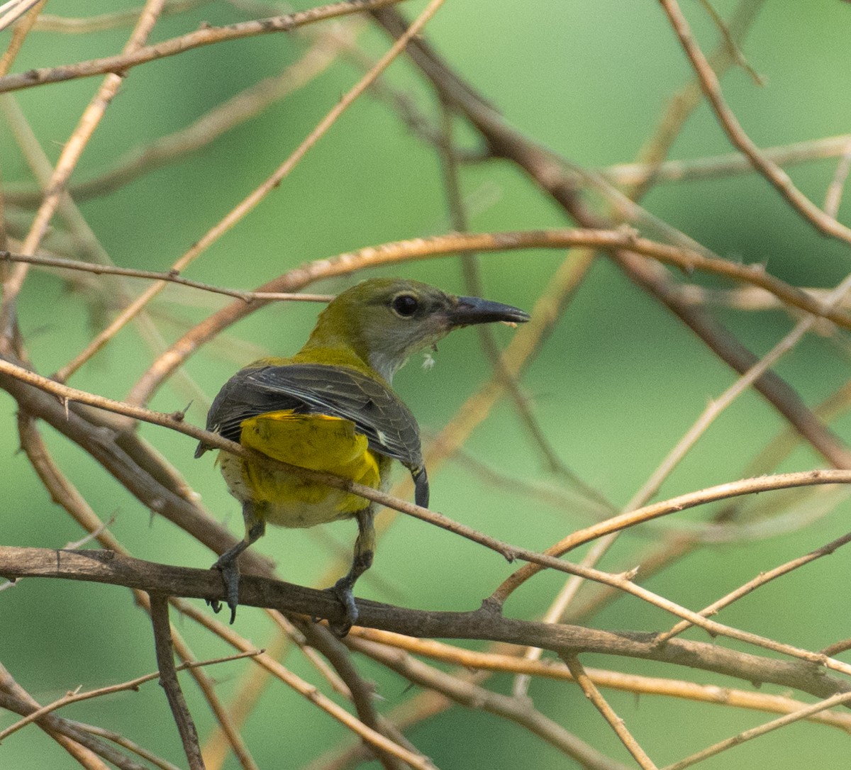 Вивільга звичайна - ML644655715