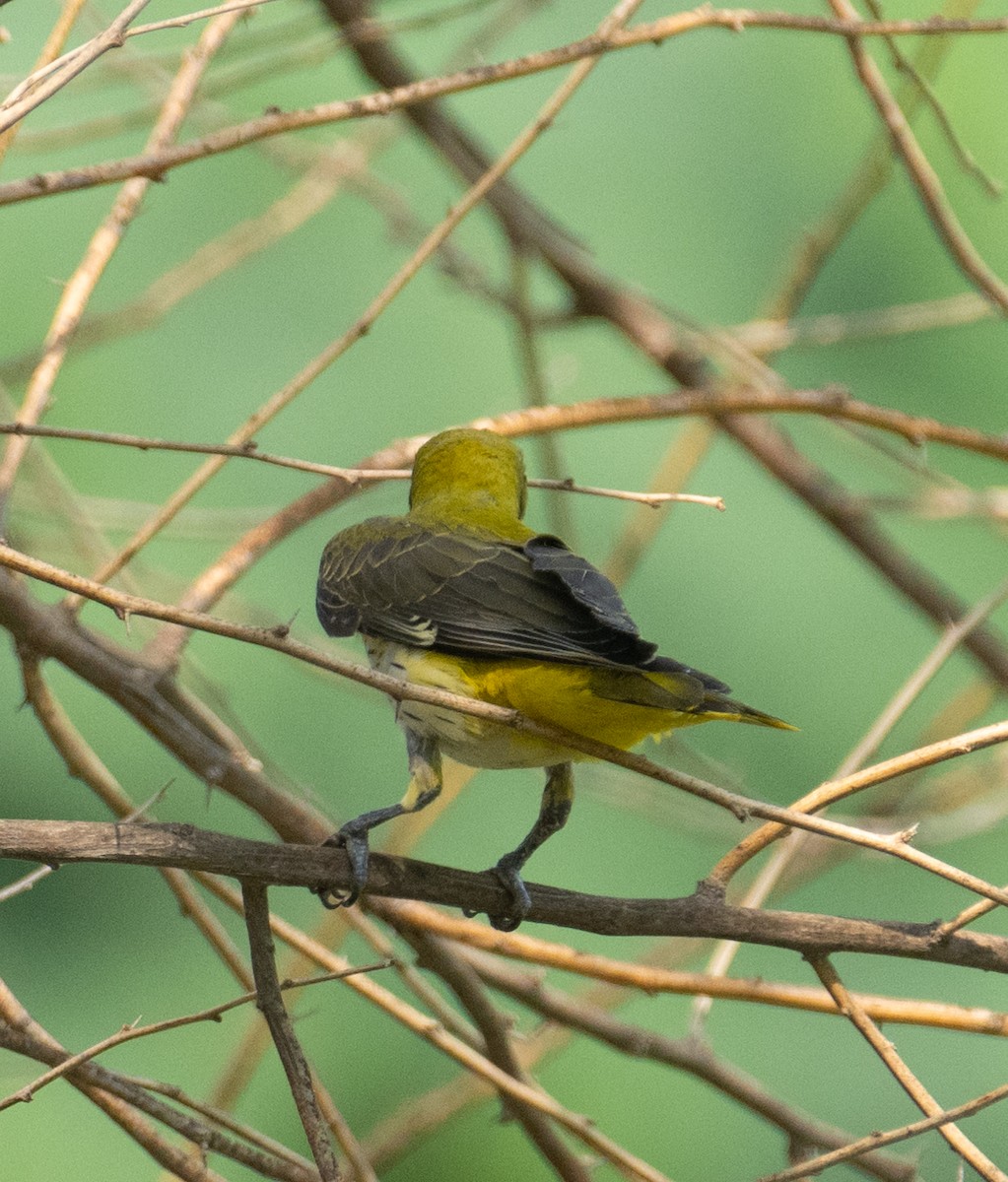 Вивільга звичайна - ML644655716