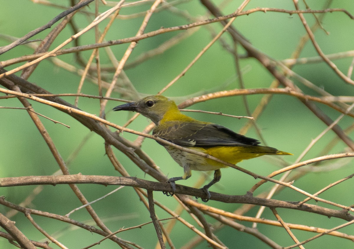 Вивільга звичайна - ML644655717