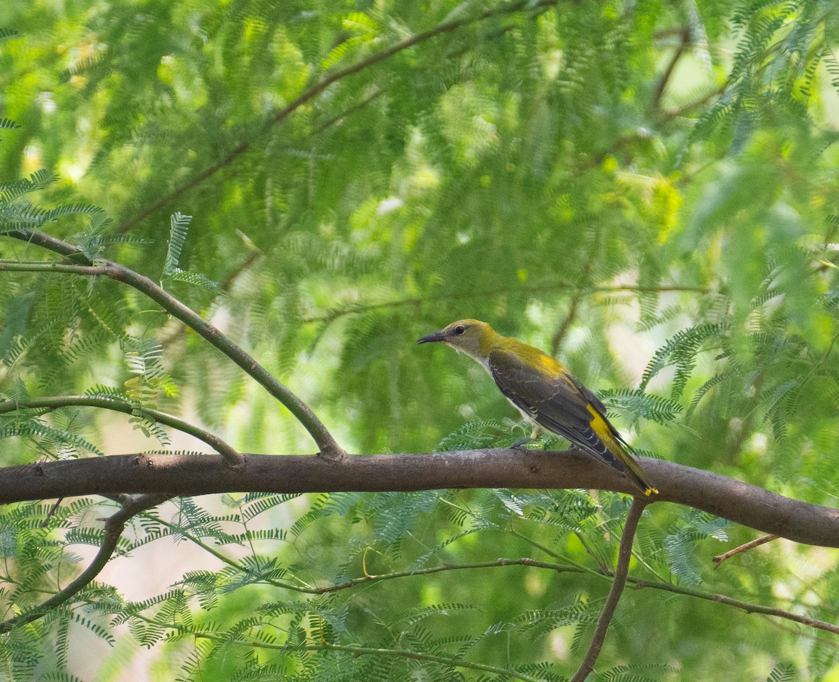 Вивільга звичайна - ML644655718