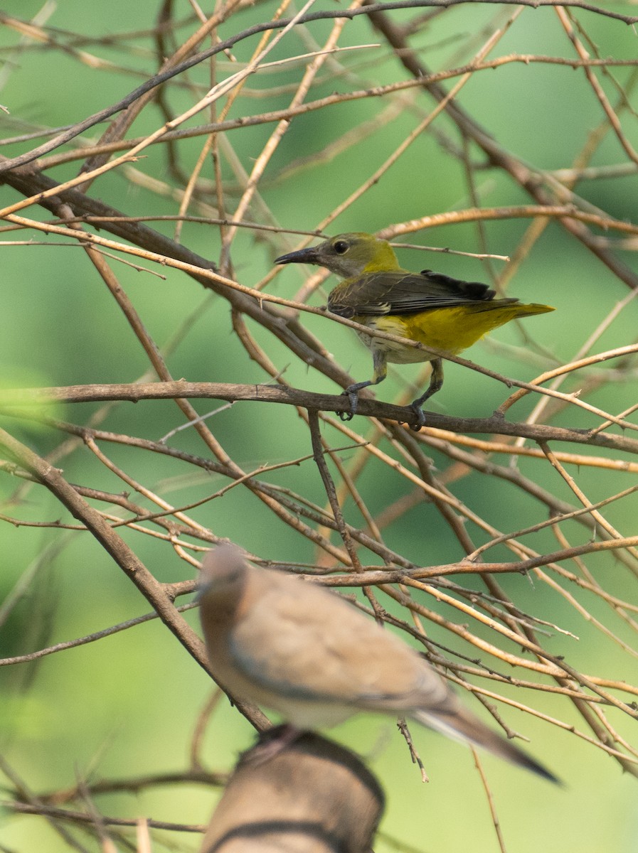 Вивільга звичайна - ML644655719