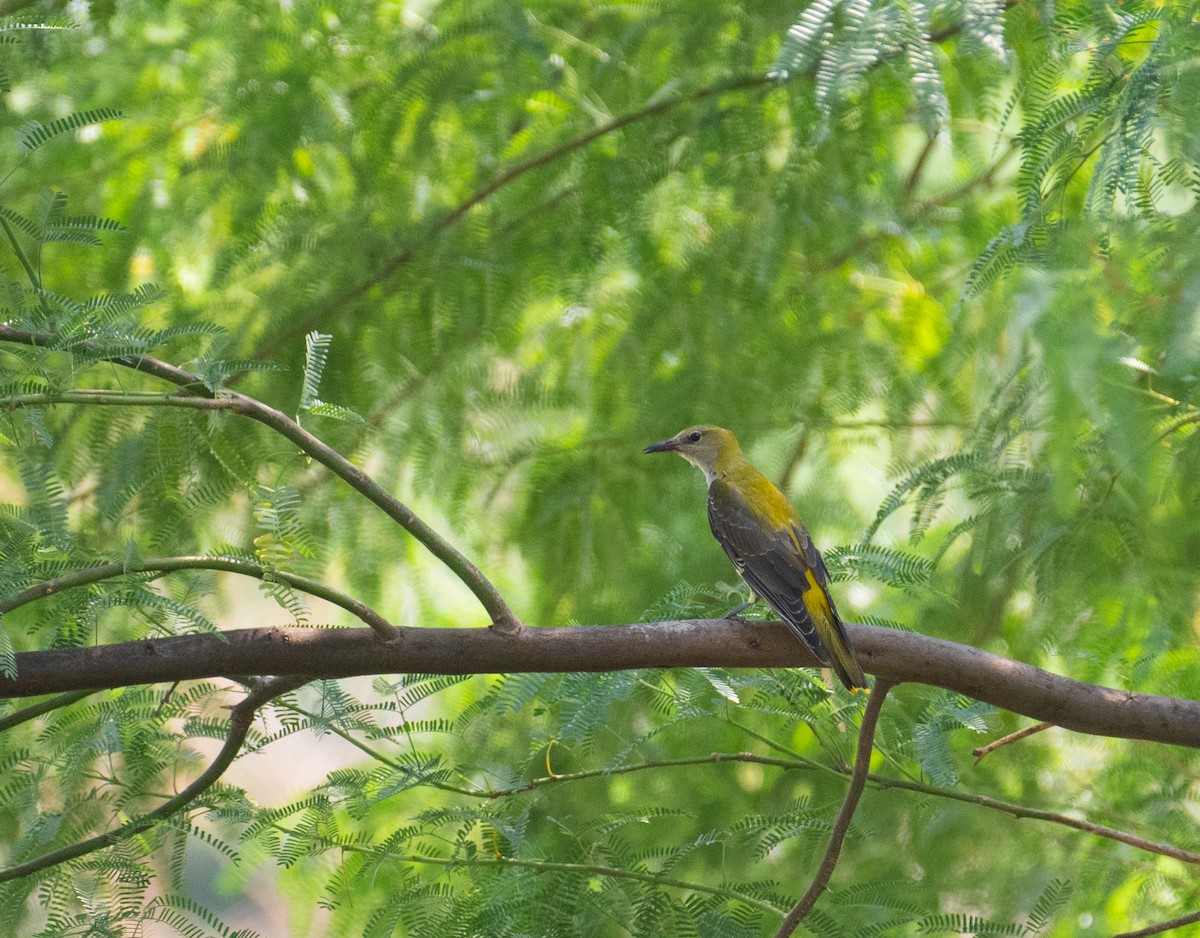 Вивільга звичайна - ML644655720