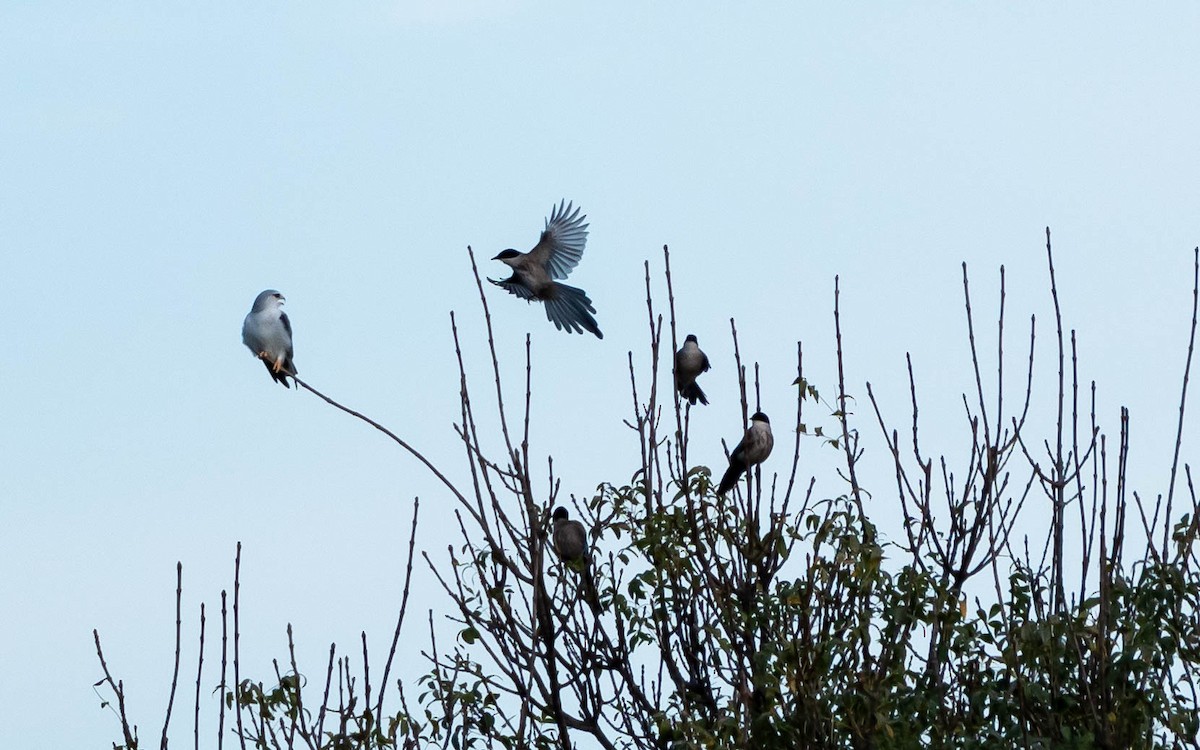 Black-winged Kite - ML644655722