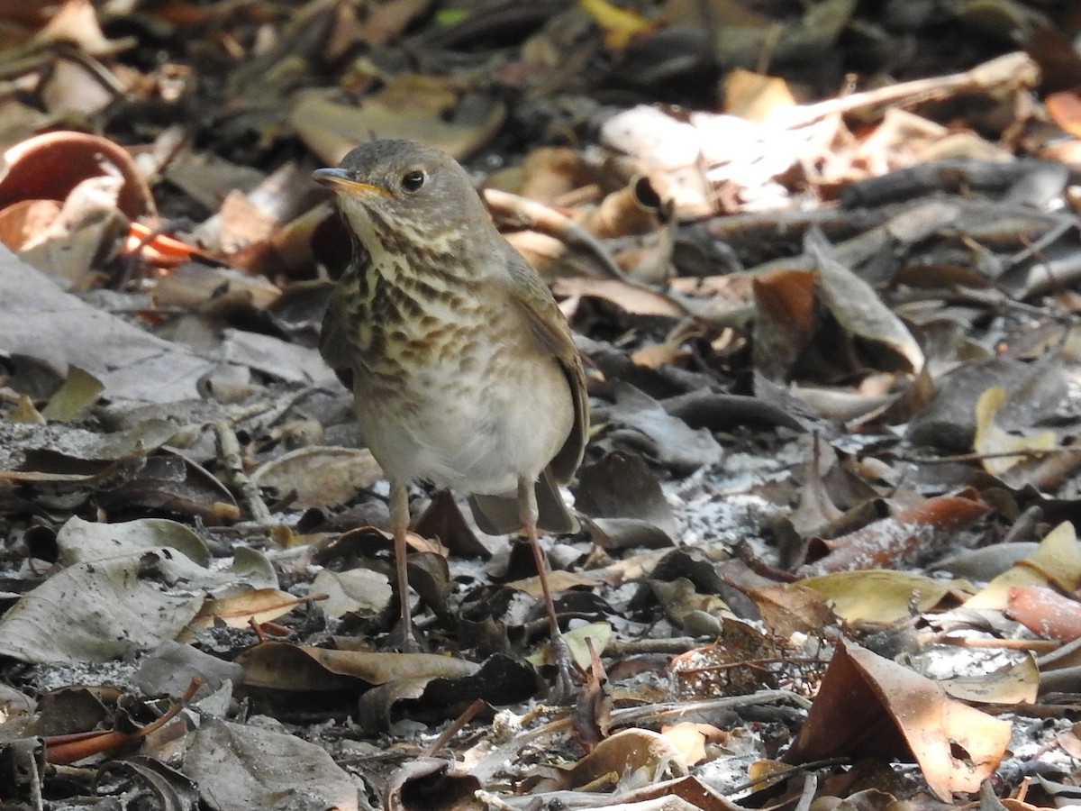gråkinnskogtrost - ML644655726