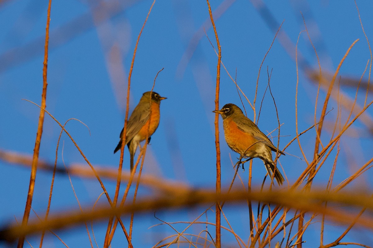 Wanderdrossel - ML644655727