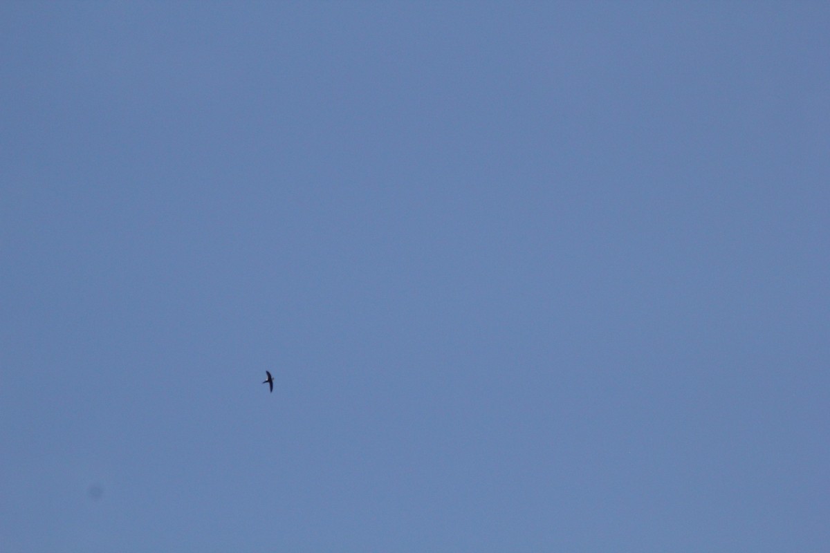 Lesser Swallow-tailed Swift - ML644655729