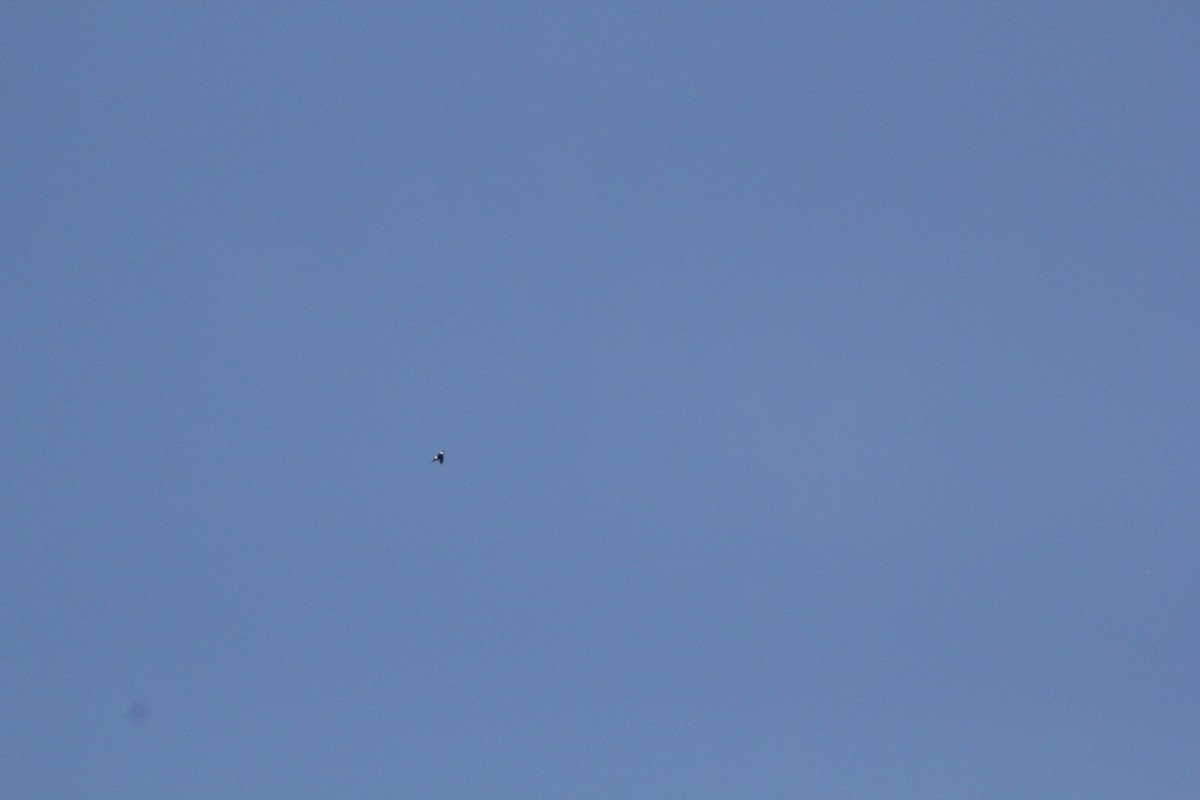 Lesser Swallow-tailed Swift - ML644655730