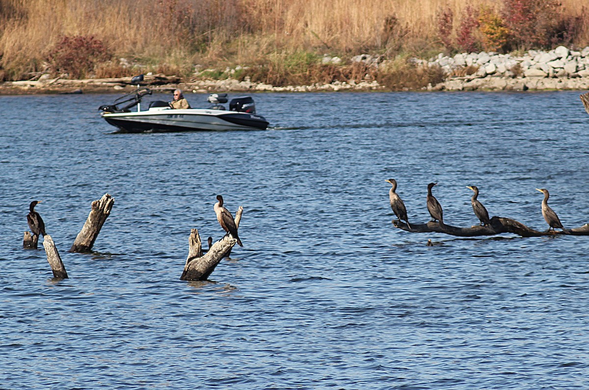Cormoran à aigrettes - ML644655731