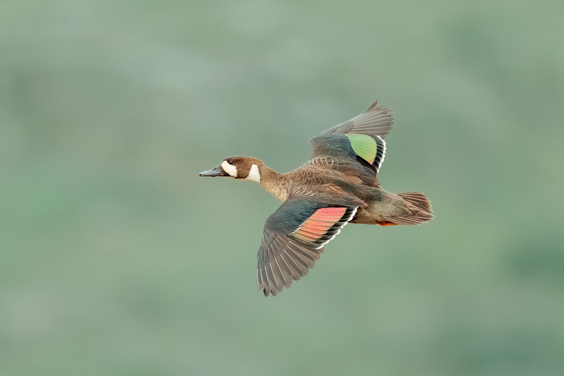 Spectacled Duck - ML644655732
