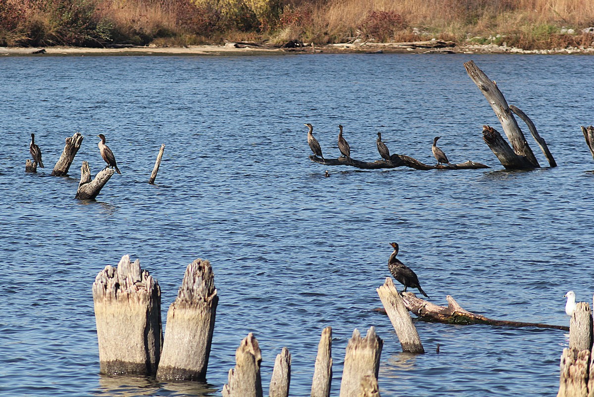 Cormoran à aigrettes - ML644655733