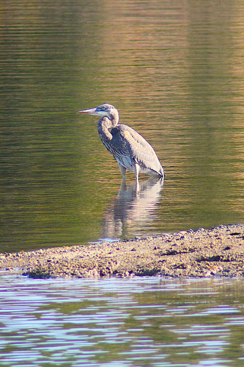 Great Blue Heron - ML644655755
