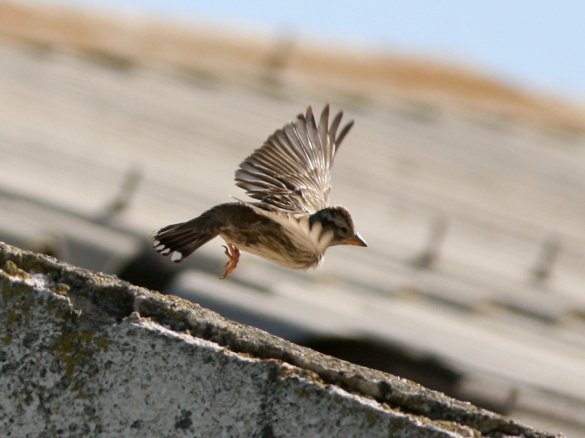 イワスズメ - ML644655756