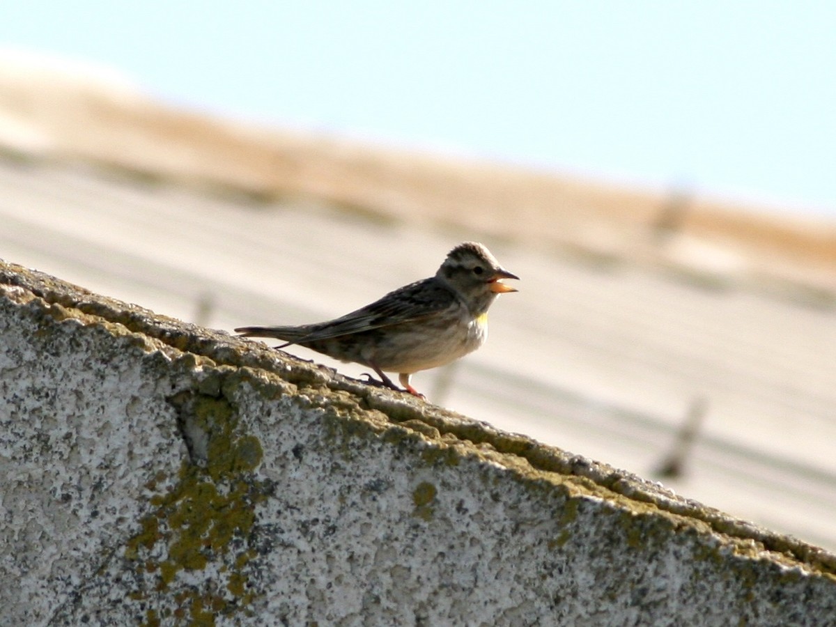 イワスズメ - ML644655757