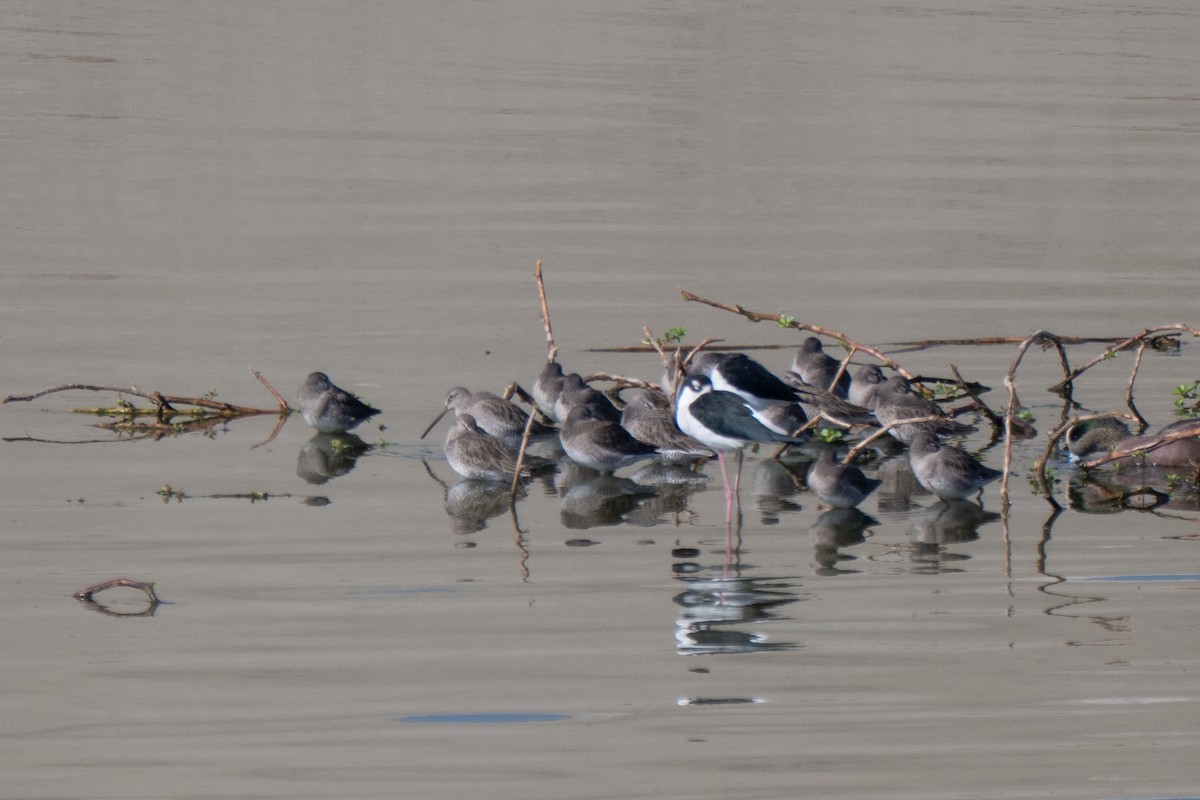 Bécassin à long bec - ML644655758