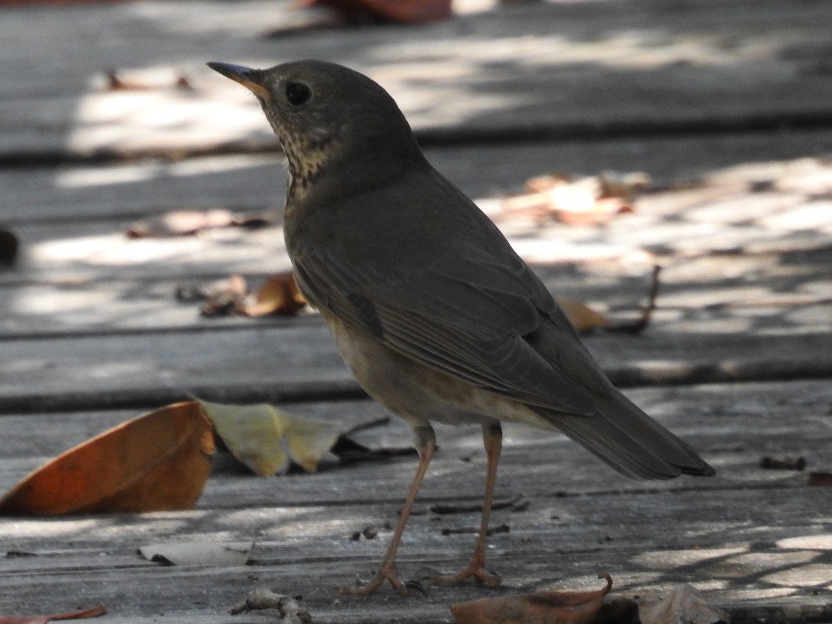 gråkinnskogtrost - ML644655761