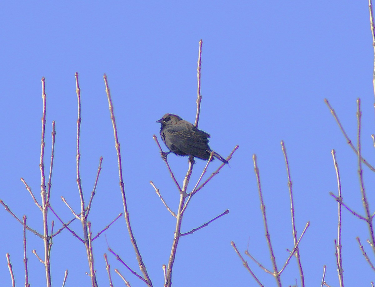 Шпак звичайний - ML644655766