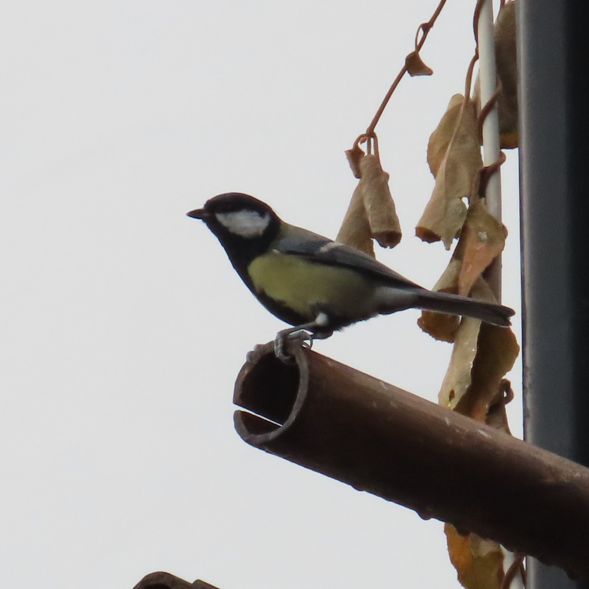 Great Tit - ML644655768