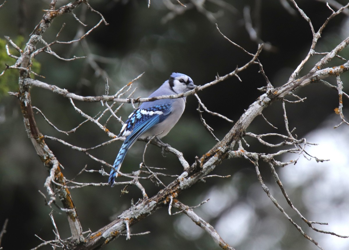 Blue Jay - ML644655776