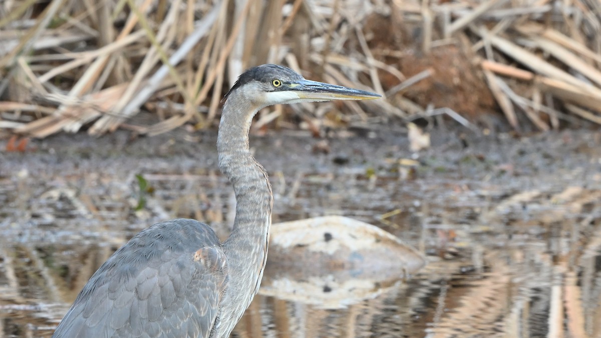 Чапля північна - ML644655782