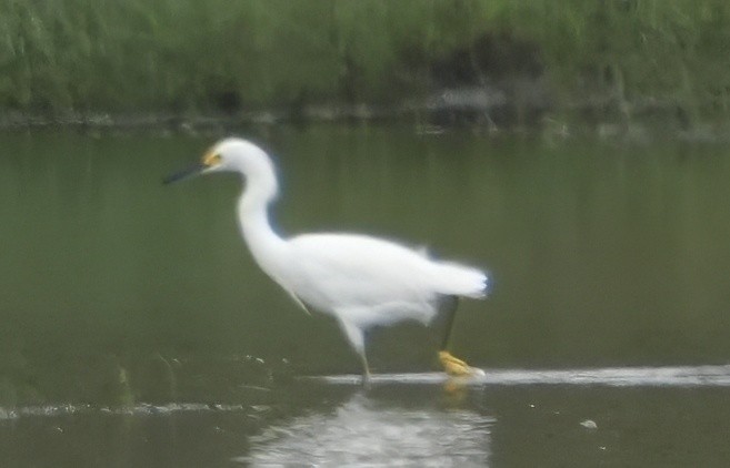 Schmuckreiher - ML644655794