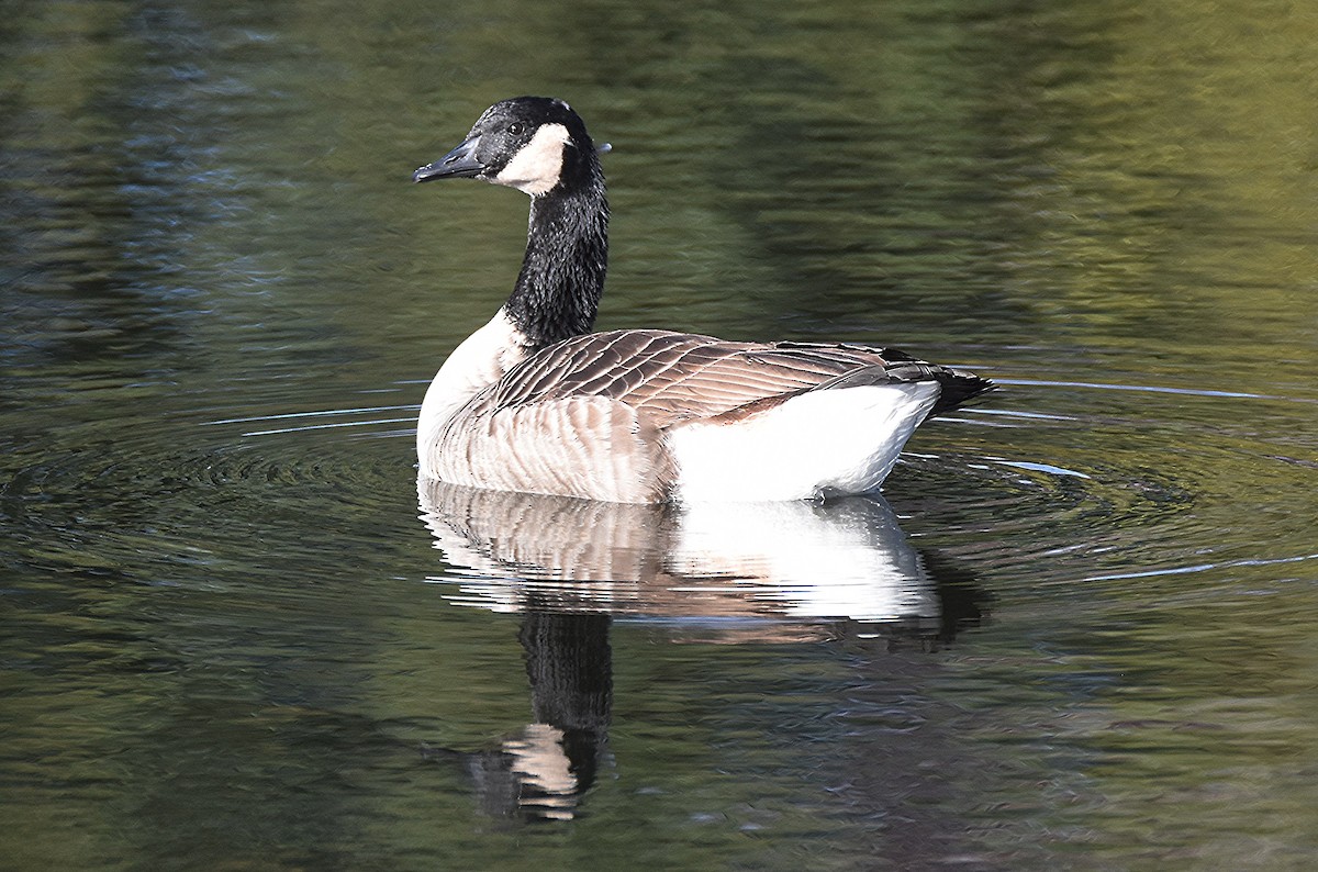 Branta kanadar handia - ML644655795