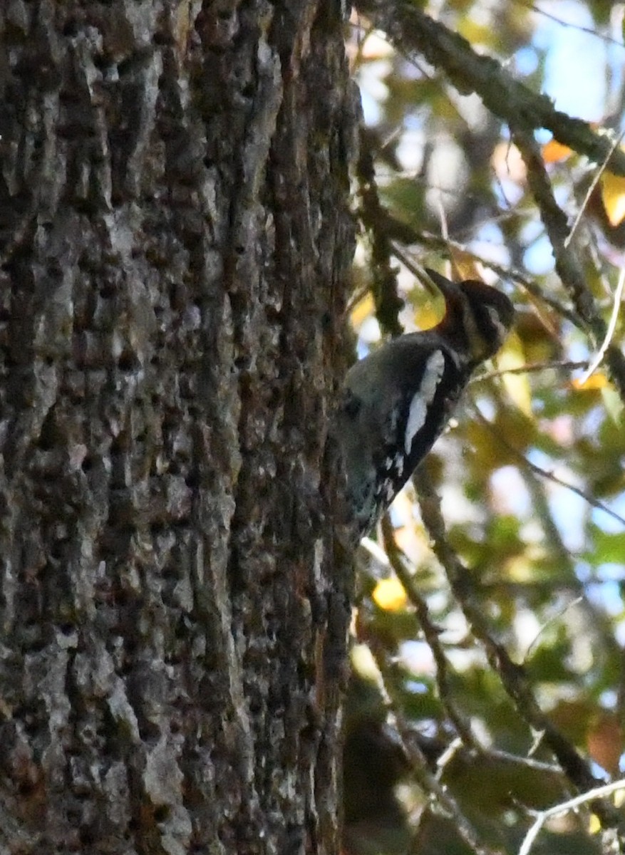 Yellow-bellied Sapsucker - ML644655796