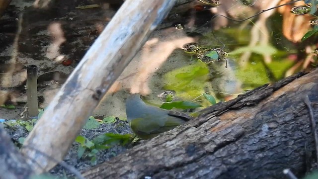 ズアカアメリカムシクイ - ML644655797