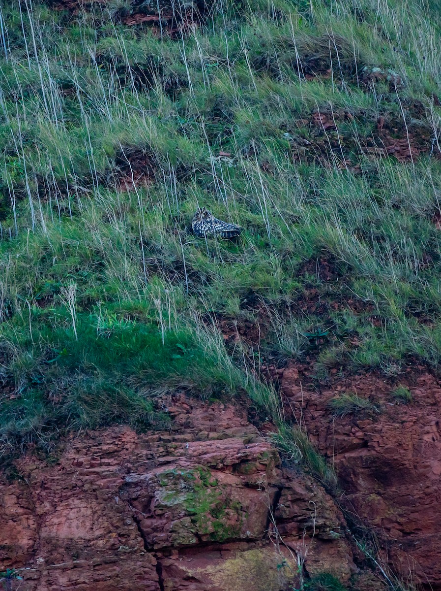 Sumpfohreule - ML644655799