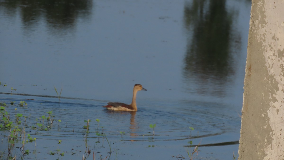 Lesser Whistling-Duck - ML644655800