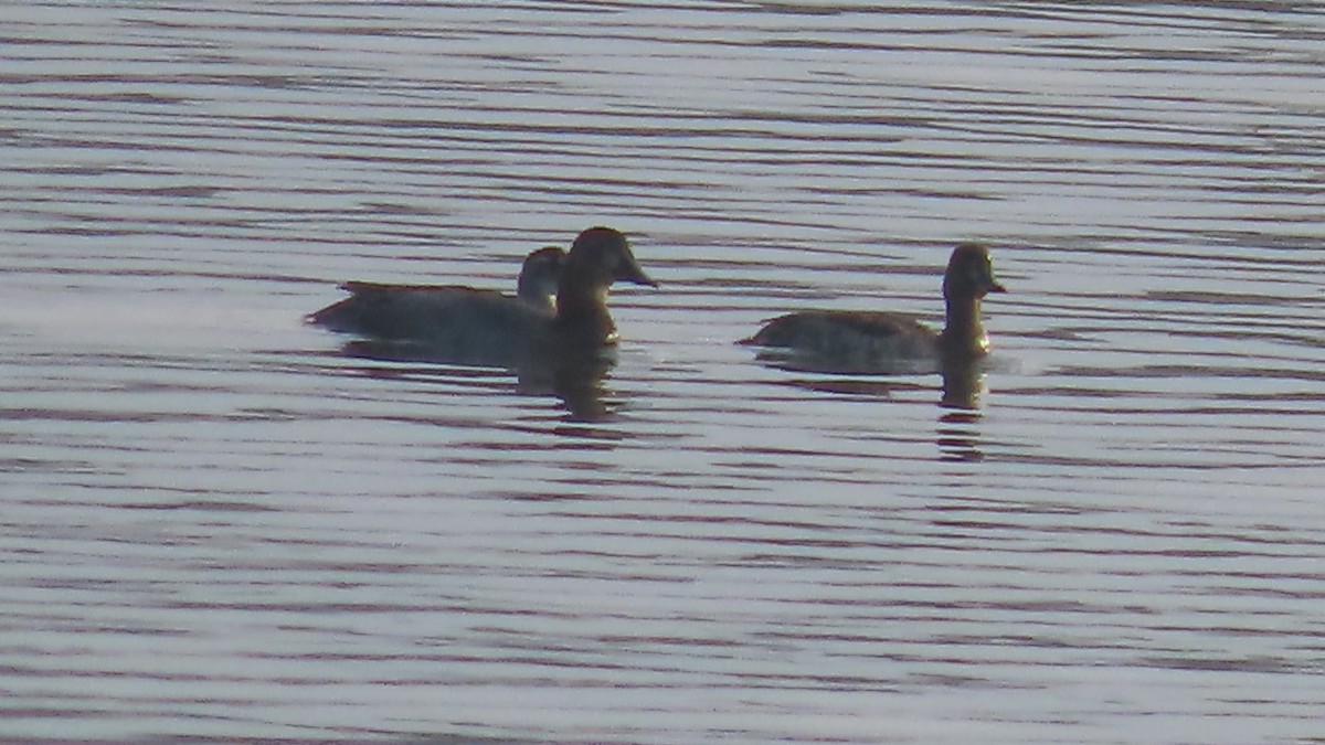 Lesser Whistling-Duck - ML644655801