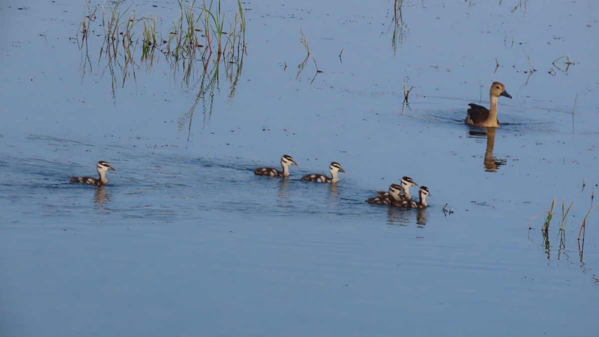 Lesser Whistling-Duck - ML644655802