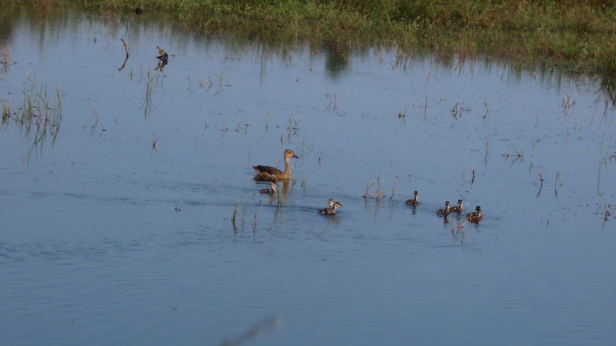 Lesser Whistling-Duck - ML644655803
