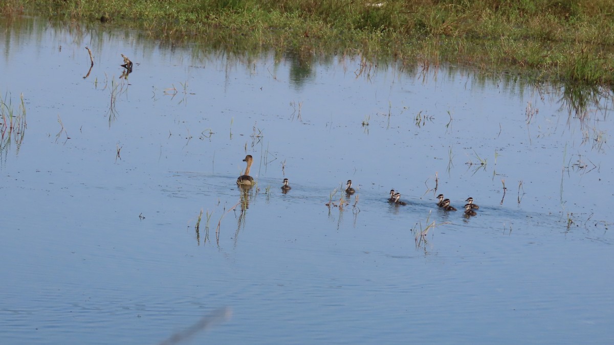 Lesser Whistling-Duck - ML644655804