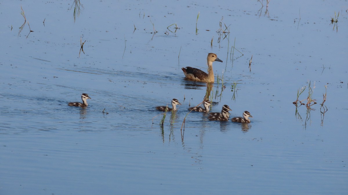 Lesser Whistling-Duck - ML644655805