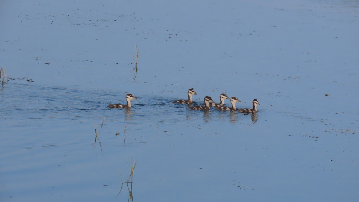 Lesser Whistling-Duck - ML644655806